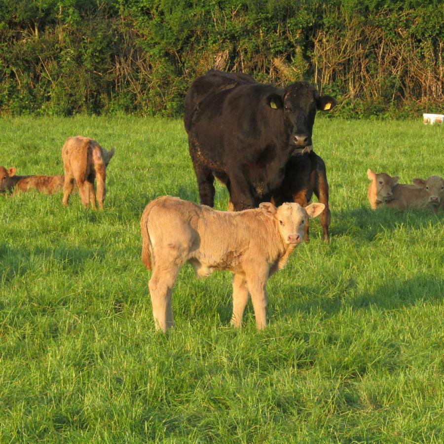 Knockninny Barn At Upper Lough Erne, County Fermanagh 恩尼斯基林 外观 照片